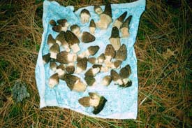 Common morel mushrooms grown in the western United States.