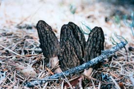 Morel mushrooms growing in the forest.
