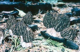Fresh morel mushrooms have great flavor.