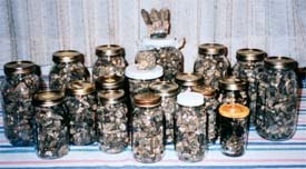 Jars of dried morel mushrooms.