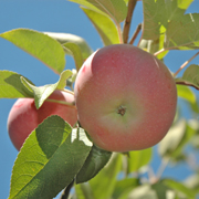 Macintosh apples.