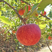 Oganic Macintosh apples growing at the Gabriel farm in Sebastopol, CA.