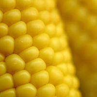 Dan Avakian recommends Brentwood corn in August.