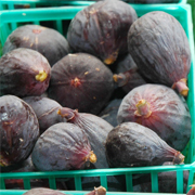 Black figs from Dan Avakian's produce market in Alameda, CA