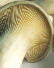 Single mushroom.