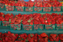 Fresh strawberries from Dan's Produce Market in Alameda, CA.