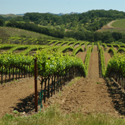 Hook & Ladder vineyards on Olivet Road from River Road to Santa Rosa.
