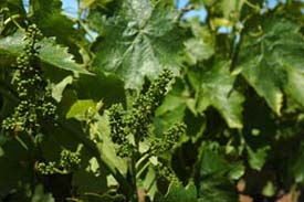 Not grapes yet: grape flowers before bloom. They will only flower for a few days, then a grape will take the place of each tiny bloom, forming a cluster. Beyond Wonderful Wine Expert, Michael De Loach.