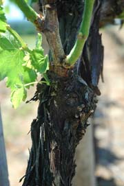 New from old: tender new shoots grow from last year's hardened pruned canes. Beyond Wonderful Wine Expert, Michael De Loach.