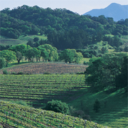 Vines growing in the Russian River wine country.