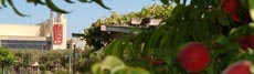 One of the gardens at COPIA in Napa, CA.