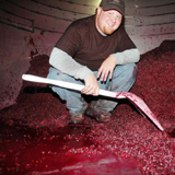 Josh inside a tankful of fermented must, shoveling the cap into a press. Very glamorous.
