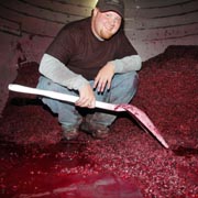 Josh inside a tankful of fermented must, shoveling the cap into a press. Very blamourous. 