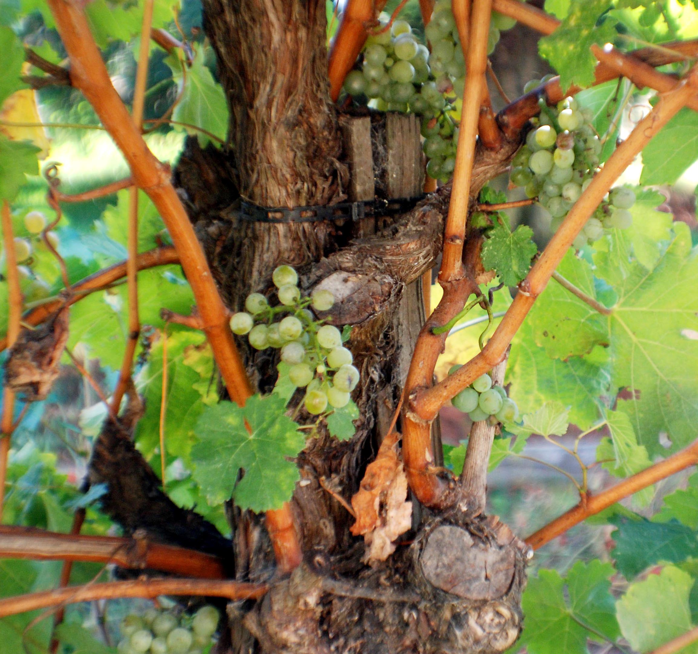 Second crop was still left on our vines even though the chardonnay crop this year was very light. Nothing but the best.