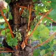 Second crop was still left on our vines even though the chardonnay crop this year was very light. Nothing but the best. 