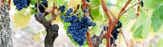 Michael DeLoach, Beyond Wonderful Wine Expert, write on "A Day in the Life of a California Vineyard and Winery at Crush".