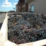 Grapes awaiting sorting by Jason in small picking lots.