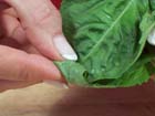 How To Knife Skills: Chiffonade.
